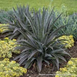 Mangave 'Pineapple Express'