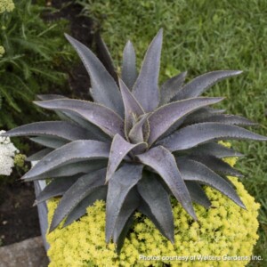Mangave ‘Purple People Eater’