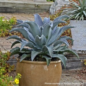 Mangave 'Silver Fox'