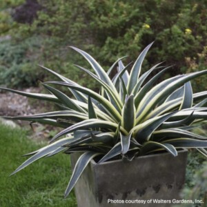 Mangave 'Snow Leopard'