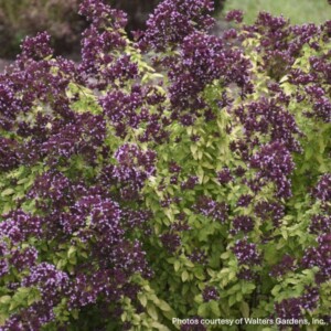 Origanum x ‘Drops of Jupiter’ (Ornamental Oregano)
