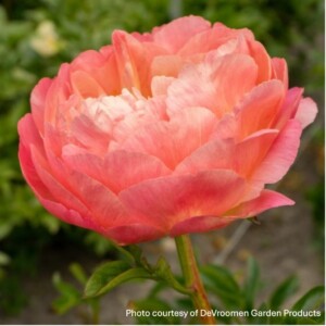 Paeonia 'Coral Sunset' (Garden Peony)