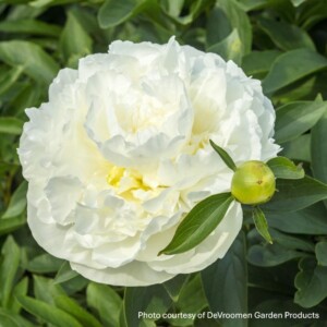 Paeonia 'Duchesse de Nemours' (Garden Peony)