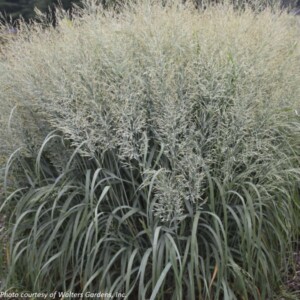 Panicum virgatum Prairie Winds® ‘Niagara Falls’ (Switch Grass)