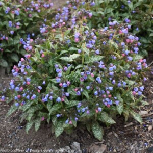 Pulmonaria x ‘Pink-a-Blue’ (Lungwort)