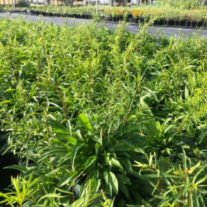 Solidago juncea (Early Goldenrod)