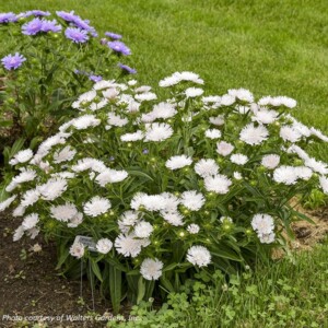 Stokesia laevis Totally Stoked® ‘Whitecaps’ (Stoke’s Aster)