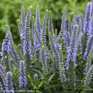 Veronica x Magic Show® ‘Ever After’ (Speedwell)
