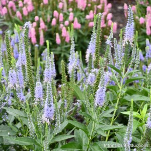 Veronica x 'Seaside' (Speedwell)