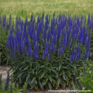 Veronica x Magic Show® ‘Wizard of Ahhs’ (Speedwell)