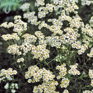 Achillea ptarmica (Sneezewort)
