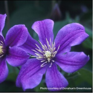 Clematis x 'Arabella'