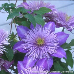 Clematis x Regal® Crystal Fountain™ ‘Evipo038’ 