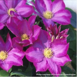 Clematis x Pink Champagne ‘Kakio’