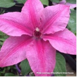 Clematis x Rosalie ‘Donahros’