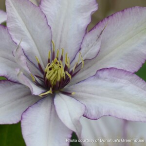 Clematis x Samaritan Jo™ ‘Evipo075’