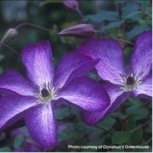 Clematis viticella 'Venosa'