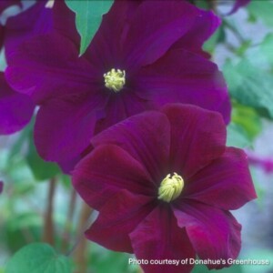 Clematis x 'Warsaw Nike'