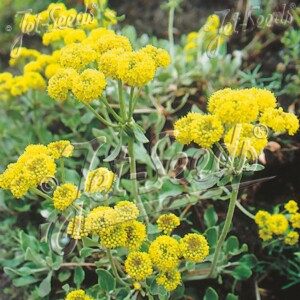 Eriogonum umbellatum (Sulphur Buckwheat)