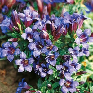 Gentiana septemfida var. lagodechiana (Summer Gentian)