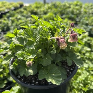 Geum rivale (Water Avens)