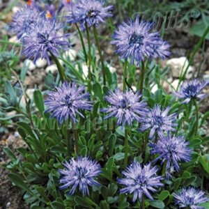 Globularia cordifolia (Globe Daisy)