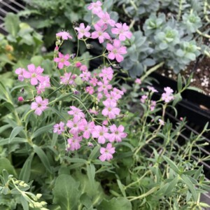 Gypsophila repens ‘Filou Rose’ (Creeping Baby’s Breath)