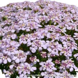 Iberis x ‘Candy Sorbet’ (Candytuft)