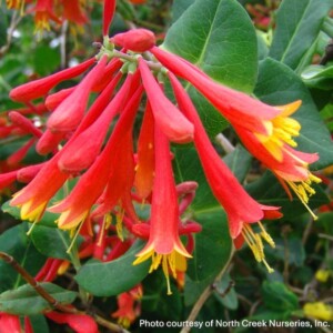 Lonicera sempervirens (Trumpet Honeysuckle)