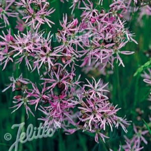 Lychnis flos-cuculi (Ragged Robin)