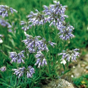 Moltkia petraea
