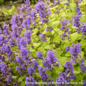 Nepeta x ‘Chartreuse on the Loose’ (Catmint)