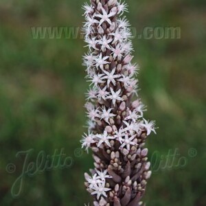 Orostachys fimbriata (Dunce Cap)