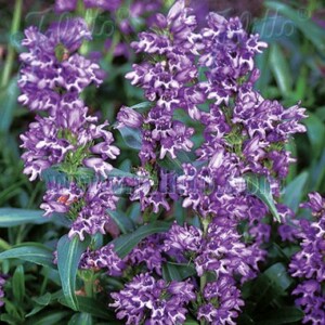 Penstemon virgatus ‘Blue Buckle’ (Stiff Beardtongue)