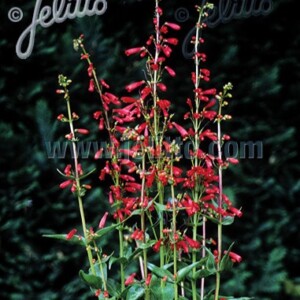 Penstemon eatonii (Firecracker Beardtongue)