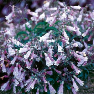 Penstemon hirsutus var. pygmaeus (Dwarf Hairy Beardtongue)