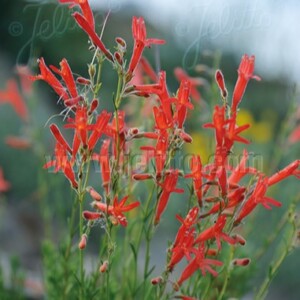 Penstemon pinifolius (Pineleaf Beardtongue)