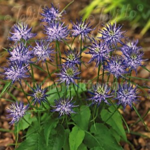Phyteuma scheuchzeri (Rampion)