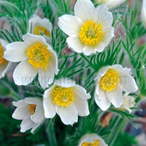 Pulsatilla vulgaris ‘Alba’ (Pasque Flower)