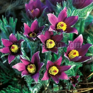 Pulsatilla vulgaris (Pasque Flower)