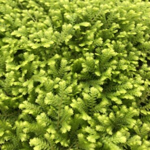 Selaginella kraussiana ‘Aurea’ (Golden Spikemoss)