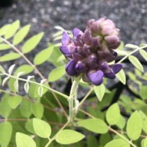Wisteria frutescens 'Amethyst Falls' (American Wisteria)