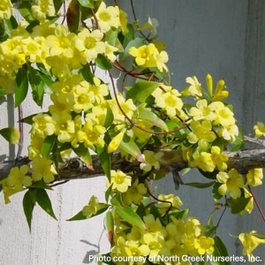 Gelsemium sempervirens ‘Margarita’ (Carolina Jessamine)