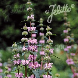 Phlomis tuberosa (Sage-Leaf Mullein)