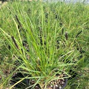 Sesleria argentea (Silver Moor Grass)