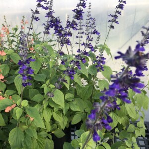 Salvia x ‘Indigo Spires’ (Sage)