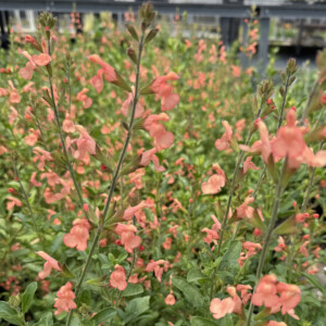 Salvia x ‘California Sunset’ (Sage)