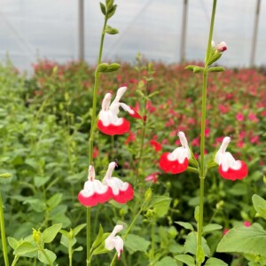 Salvia microphylla ‘Hot Lips’ (Sage)