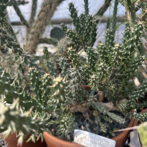 Cylindropuntia imbricata var. arborescens (Colorado Tree Cholla)