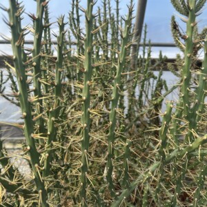 Cylindropuntia kleiniae (Klein’s Pencil Cactus)